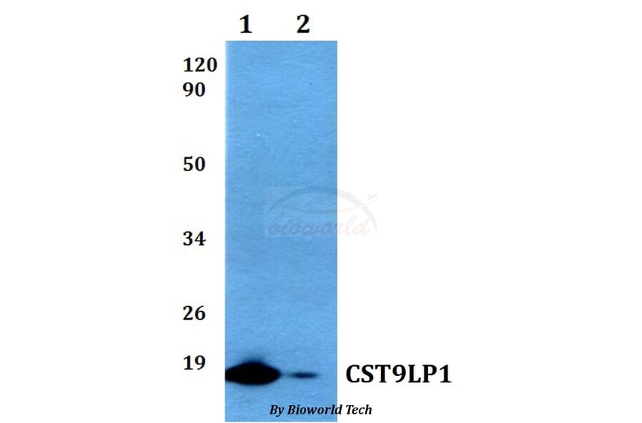 Anti-CST9LP1 Antibody from Bioworld Technology (BS60513) - Antibodies.com