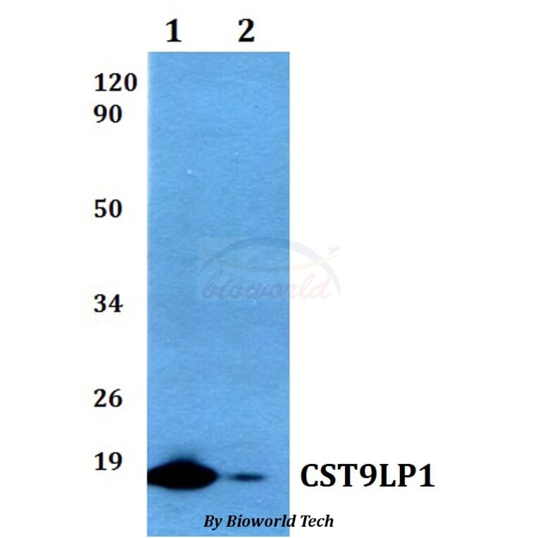 Anti-CST9LP1 Antibody from Bioworld Technology (BS60513) - Antibodies.com