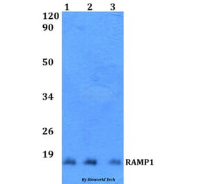 Anti-RAMP1 Antibody from Bioworld Technology (BS60515) - Antibodies.com