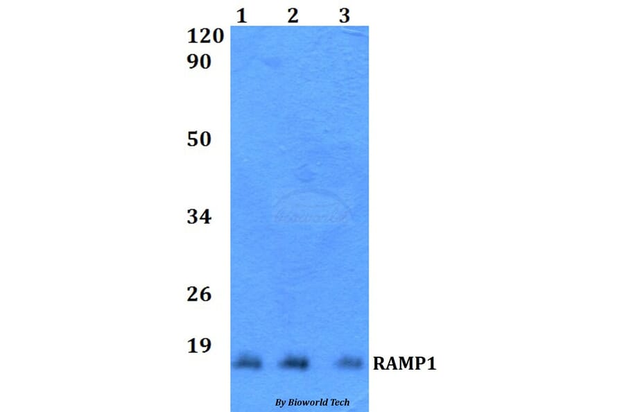 Anti-RAMP1 Antibody from Bioworld Technology (BS60515) - Antibodies.com