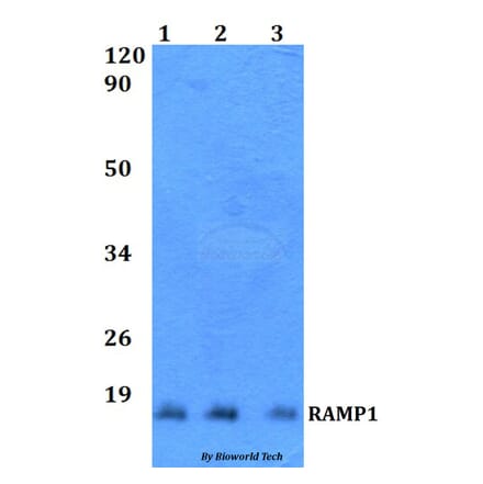 Anti-RAMP1 Antibody from Bioworld Technology (BS60515) - Antibodies.com
