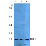 Anti-REG4 Antibody from Bioworld Technology (BS60517) - Antibodies.com