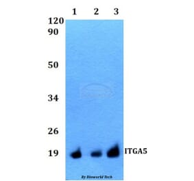 Anti-ITGA5 Antibody from Bioworld Technology (BS60518) - Antibodies.com