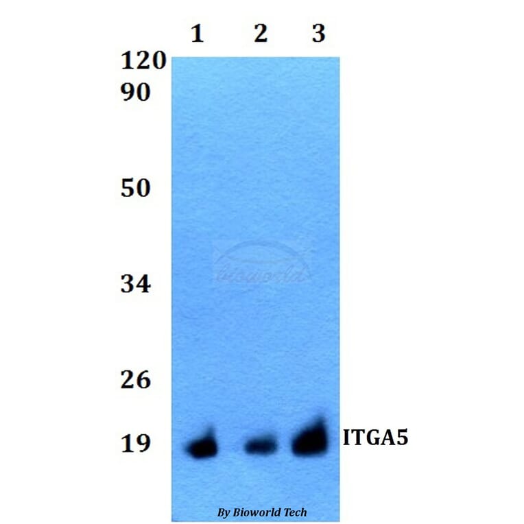 Anti-ITGA5 Antibody from Bioworld Technology (BS60518) - Antibodies.com