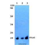 Anti-ITGA5 Antibody from Bioworld Technology (BS60518) - Antibodies.com