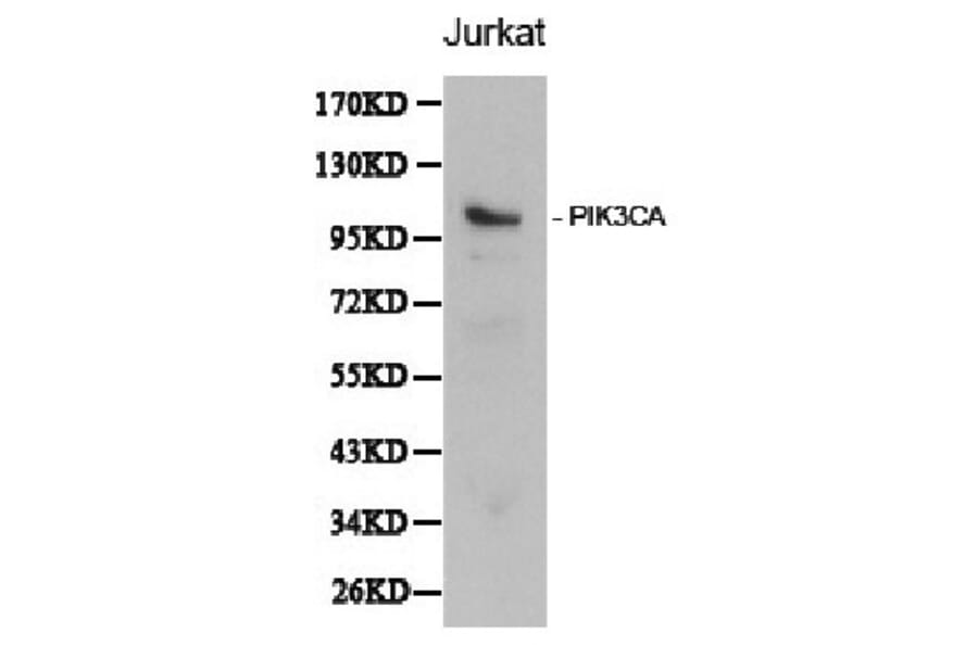 Anti-PI3K p110α/PIK3CA Antibody from Bioworld Technology (BS6052) - Antibodies.com