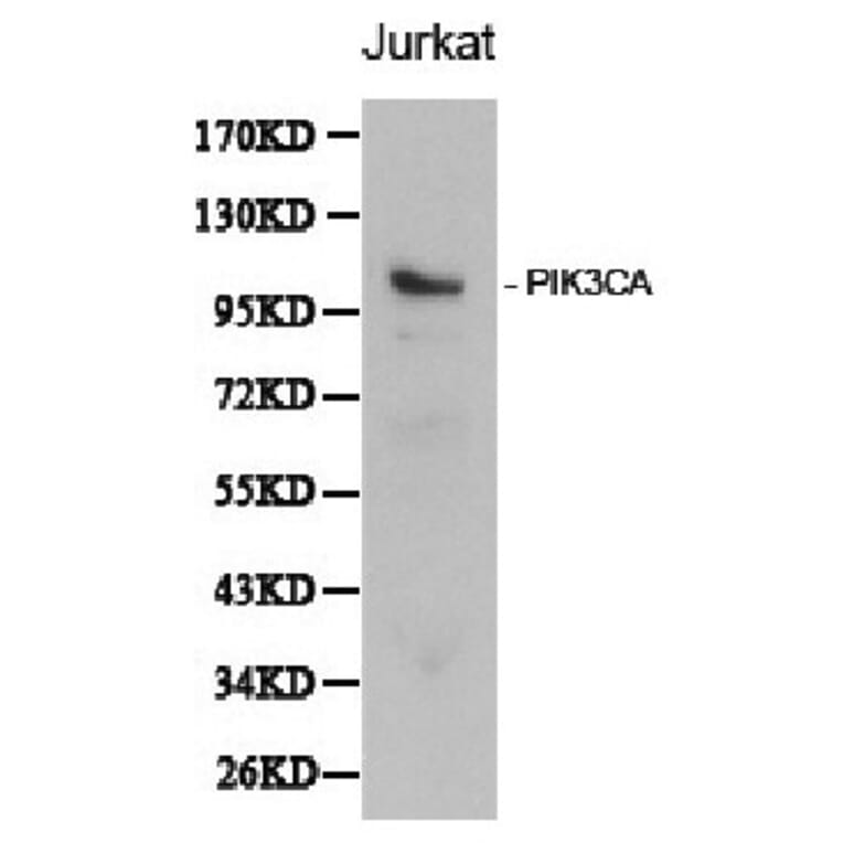Anti-PI3K p110α/PIK3CA Antibody from Bioworld Technology (BS6052) - Antibodies.com