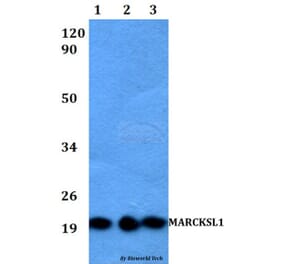 Anti-MARCKSL1 Antibody from Bioworld Technology (BS60523) - Antibodies.com