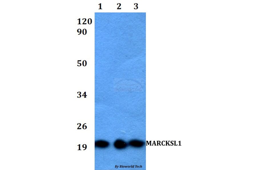 Anti-MARCKSL1 Antibody from Bioworld Technology (BS60523) - Antibodies.com