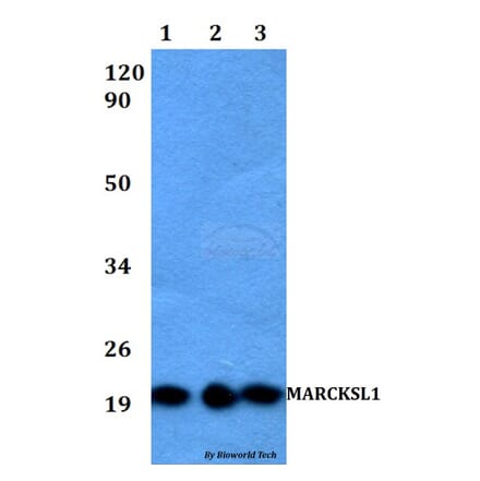 Anti-MARCKSL1 Antibody from Bioworld Technology (BS60523) - Antibodies.com