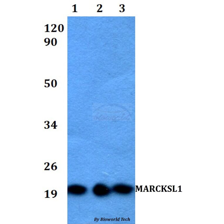 Anti-MARCKSL1 Antibody from Bioworld Technology (BS60523) - Antibodies.com