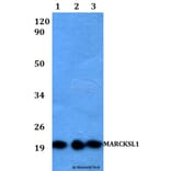 Anti-MARCKSL1 Antibody from Bioworld Technology (BS60523) - Antibodies.com