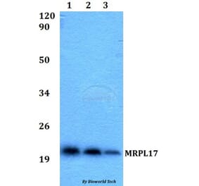 Anti-MRPL17 Antibody from Bioworld Technology (BS60524) - Antibodies.com