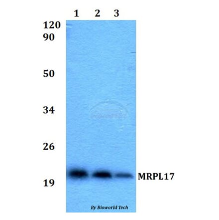 Anti-MRPL17 Antibody from Bioworld Technology (BS60524) - Antibodies.com