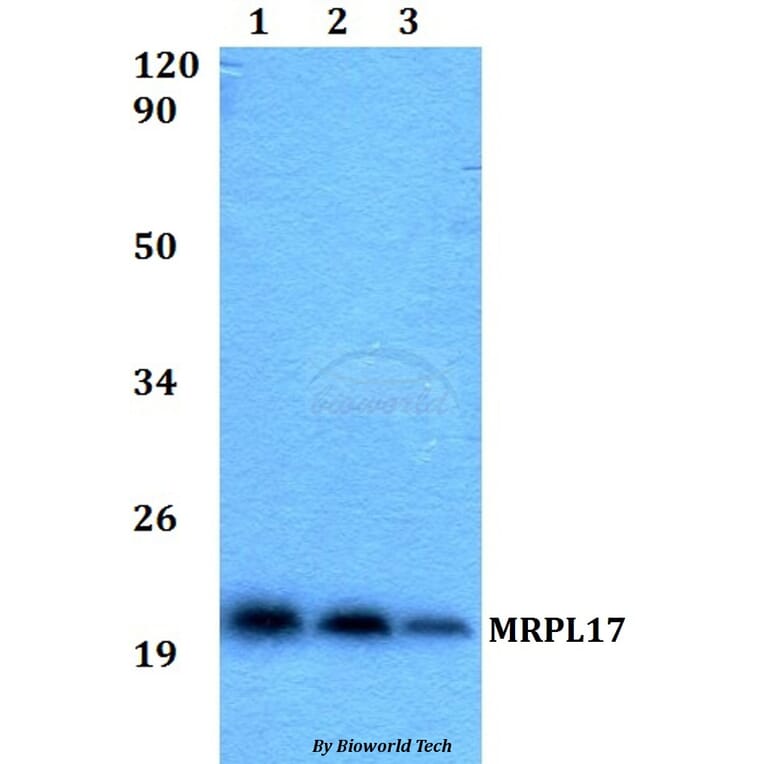 Anti-MRPL17 Antibody from Bioworld Technology (BS60524) - Antibodies.com
