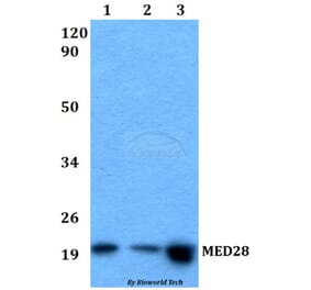 Anti-MED28 Antibody from Bioworld Technology (BS60525) - Antibodies.com