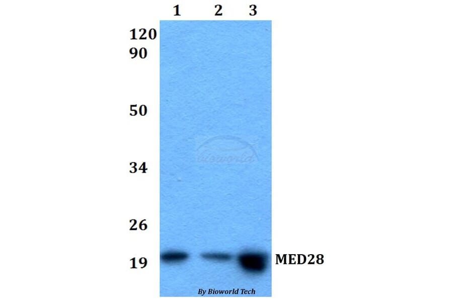 Anti-MED28 Antibody from Bioworld Technology (BS60525) - Antibodies.com