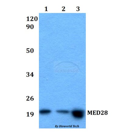 Anti-MED28 Antibody from Bioworld Technology (BS60525) - Antibodies.com