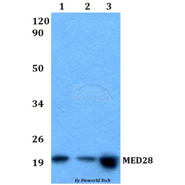 Anti-MED28 Antibody from Bioworld Technology (BS60525) - Antibodies.com