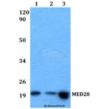 Anti-MED28 Antibody from Bioworld Technology (BS60525) - Antibodies.com