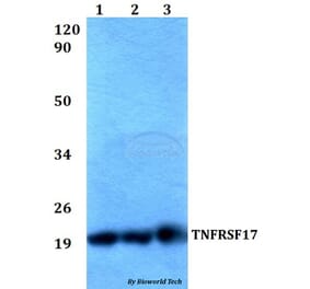 Anti-TNFRSF17 Antibody from Bioworld Technology (BS60527) - Antibodies.com