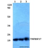 Anti-TNFRSF17 Antibody from Bioworld Technology (BS60527) - Antibodies.com