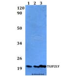 Anti-TGIF2LY Antibody from Bioworld Technology (BS60528) - Antibodies.com
