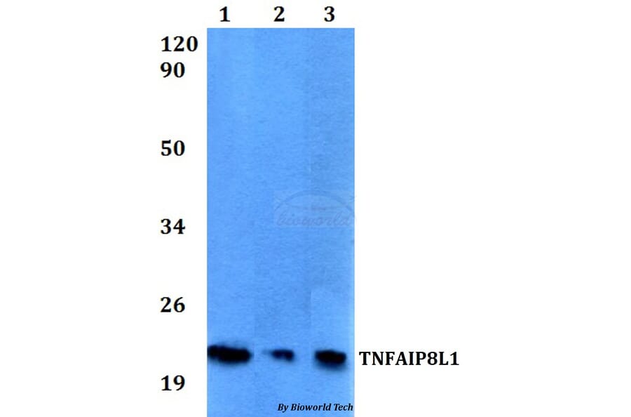 Anti-TNFAIP8L1 Antibody from Bioworld Technology (BS60529) - Antibodies.com