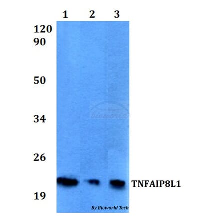 Anti-TNFAIP8L1 Antibody from Bioworld Technology (BS60529) - Antibodies.com