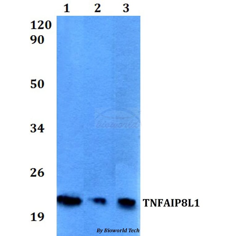 Anti-TNFAIP8L1 Antibody from Bioworld Technology (BS60529) - Antibodies.com