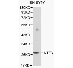 Anti-NTF3 Antibody from Bioworld Technology (BS6053) - Antibodies.com