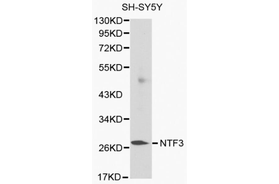 Anti-NTF3 Antibody from Bioworld Technology (BS6053) - Antibodies.com