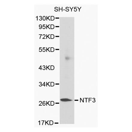 Anti-NTF3 Antibody from Bioworld Technology (BS6053) - Antibodies.com