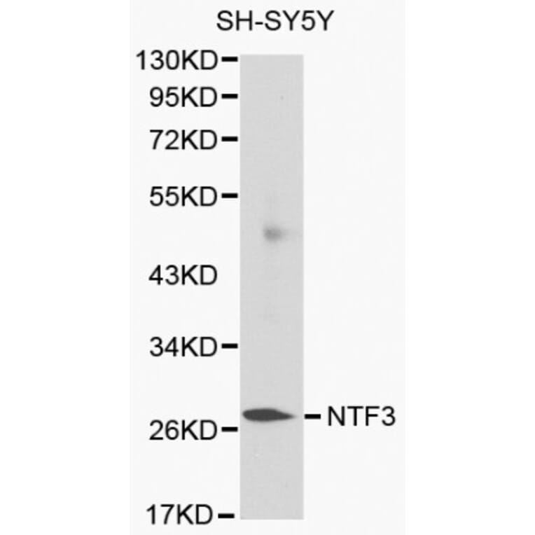 Anti-NTF3 Antibody from Bioworld Technology (BS6053) - Antibodies.com