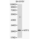 Anti-NTF3 Antibody from Bioworld Technology (BS6053) - Antibodies.com