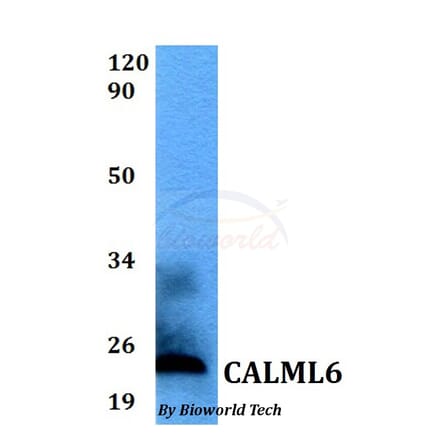 Anti-CALML6 Antibody from Bioworld Technology (BS60530) - Antibodies.com