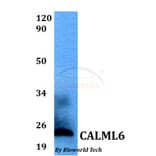 Anti-CALML6 Antibody from Bioworld Technology (BS60530) - Antibodies.com