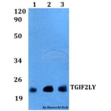 Anti-TGIF2LY Antibody from Bioworld Technology (BS60531) - Antibodies.com