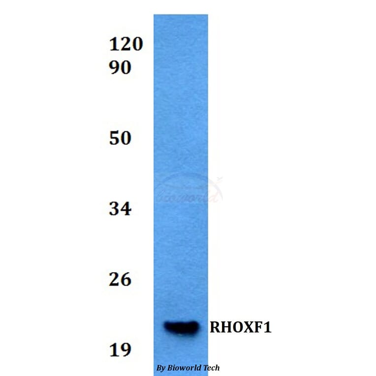 Anti-RHOXF1 Antibody from Bioworld Technology (BS60532) - Antibodies.com