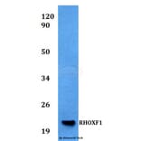 Anti-RHOXF1 Antibody from Bioworld Technology (BS60532) - Antibodies.com