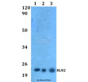 Anti-RLN2 Antibody from Bioworld Technology (BS60533) - Antibodies.com