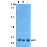 Anti-RLN2 Antibody from Bioworld Technology (BS60533) - Antibodies.com