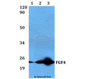 Anti-FGF4 Antibody from Bioworld Technology (BS60534) - Antibodies.com