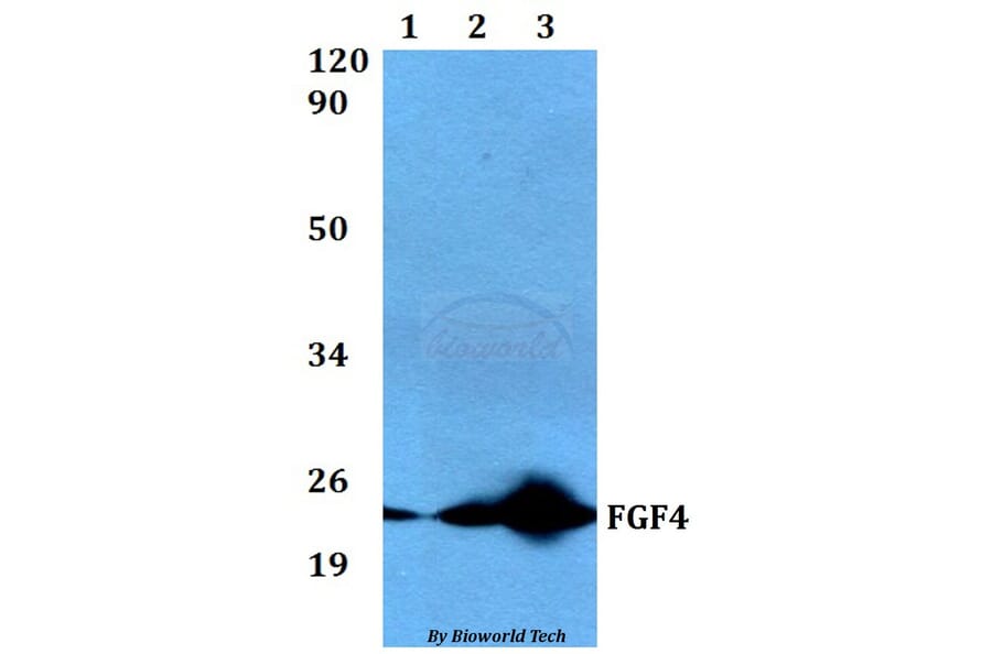 Anti-FGF4 Antibody from Bioworld Technology (BS60534) - Antibodies.com