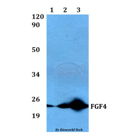 Anti-FGF4 Antibody from Bioworld Technology (BS60534) - Antibodies.com