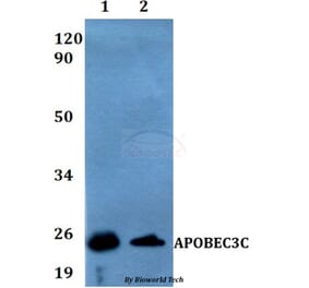 Anti-APOBEC3C Antibody from Bioworld Technology (BS60539) - Antibodies.com