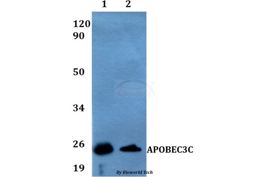 Anti-APOBEC3C Antibody from Bioworld Technology (BS60539) - Antibodies.com