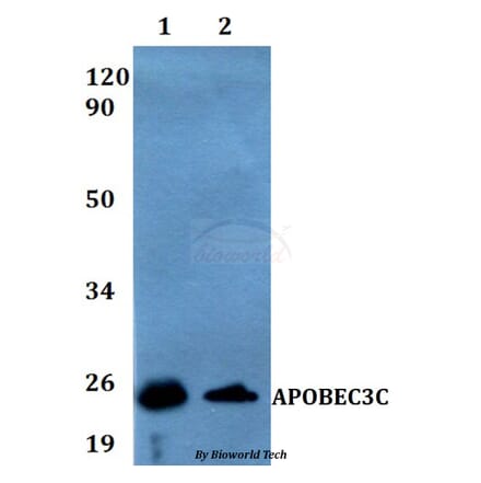 Anti-APOBEC3C Antibody from Bioworld Technology (BS60539) - Antibodies.com