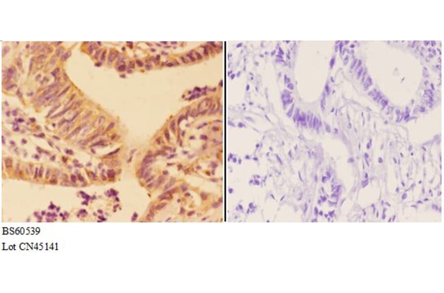 Anti-APOBEC3C Antibody from Bioworld Technology (BS60539) - Antibodies.com