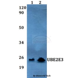 Anti-UBE2E3 Antibody from Bioworld Technology (BS60540) - Antibodies.com